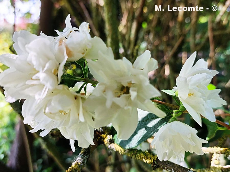 Syringa vulgaris