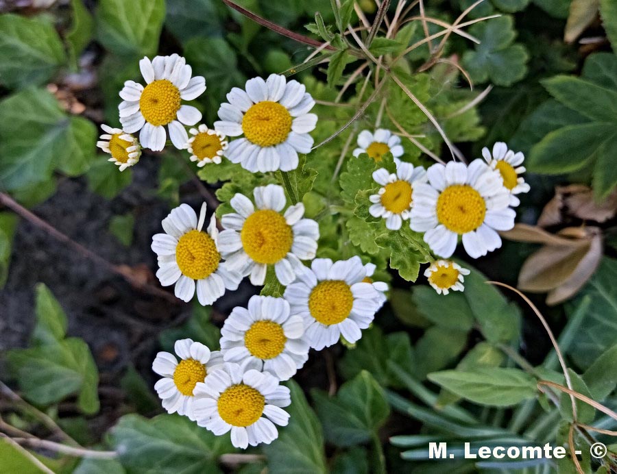 Tanacetum parthenium (Chrysanthemum parthenium)