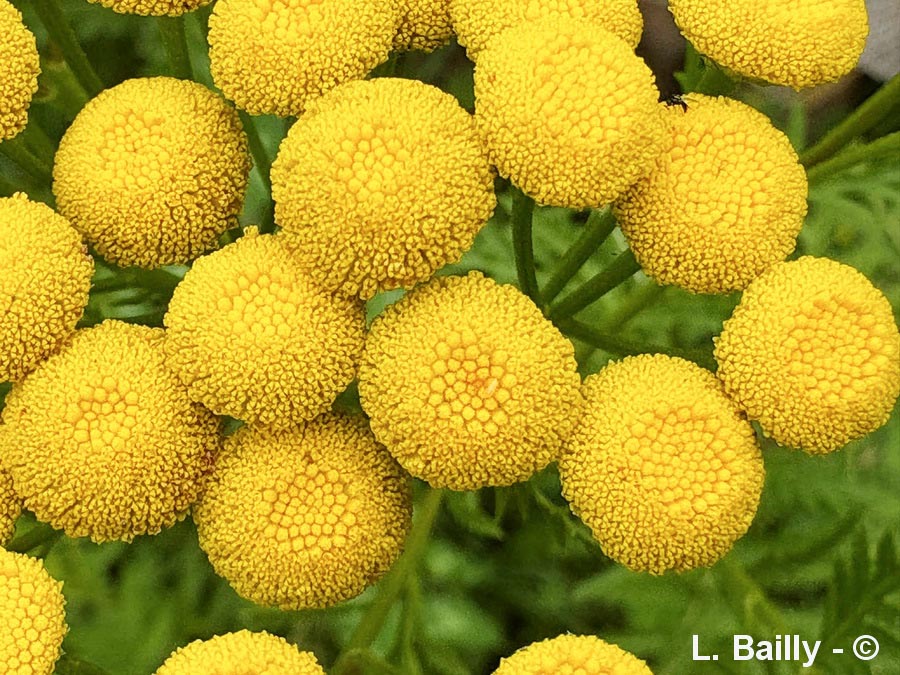 Tanacetum vulgare (tanaisie vulgaire)