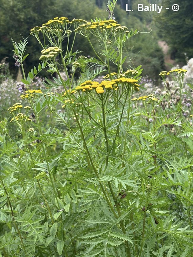 Tanacetum vulgare (tanaisie vulgaire)