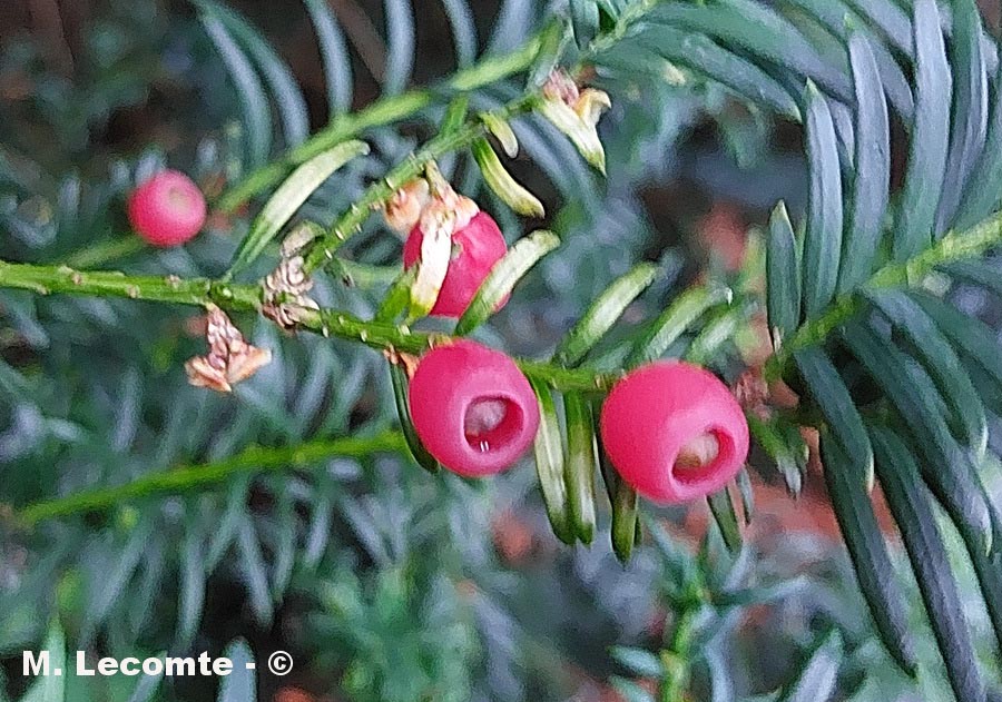Taxus baccata (if commun)