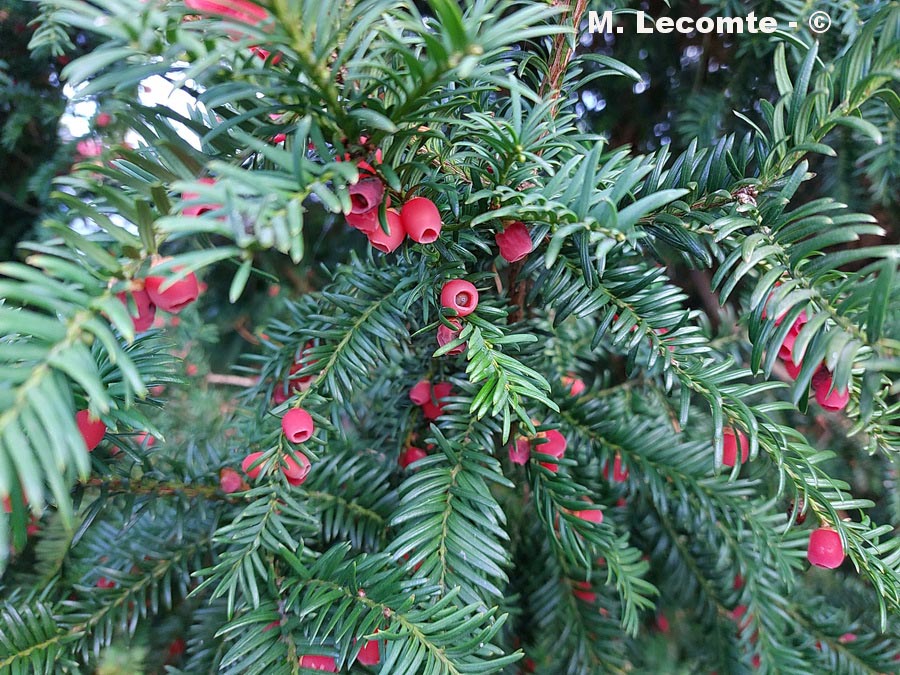 Taxus baccata (if commun)