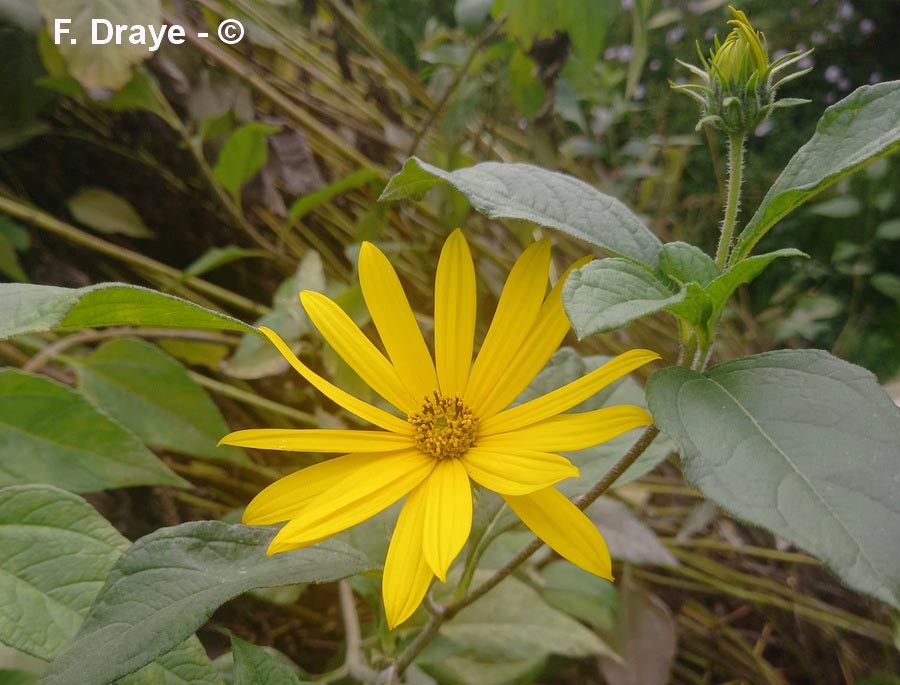 Helianthus tuberosus (topinambour)