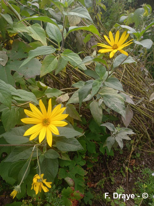 Helianthus tuberosus (topinambour)
