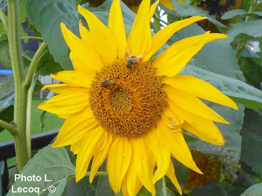 Helianthus annuus