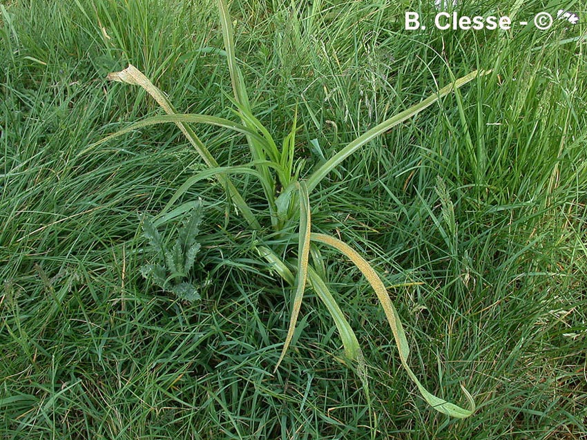 Tragopogon pratensis