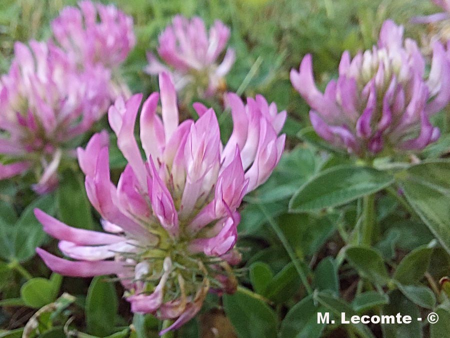 Trifolium pratense