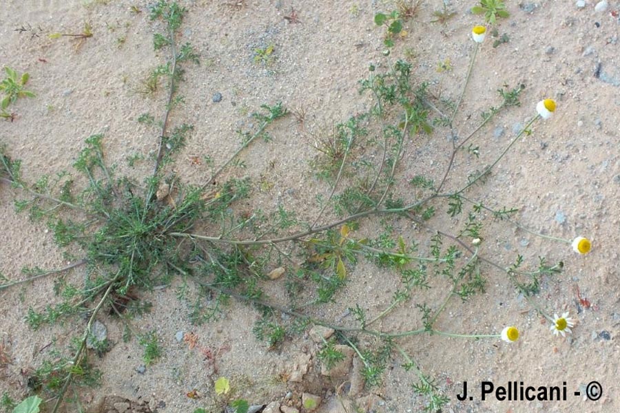 Tripleurospermun inodorum (fausse matricaire perforée, camomille inodore)