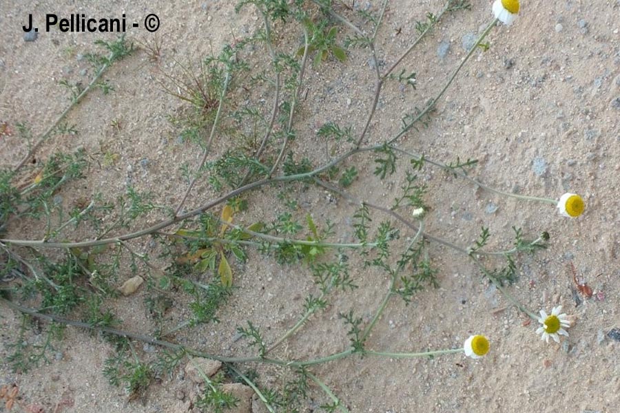 Tripleurospermun inodorum (fausse matricaire perforée, camomille inodore)