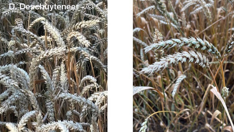 Triticum aestivum (blé)