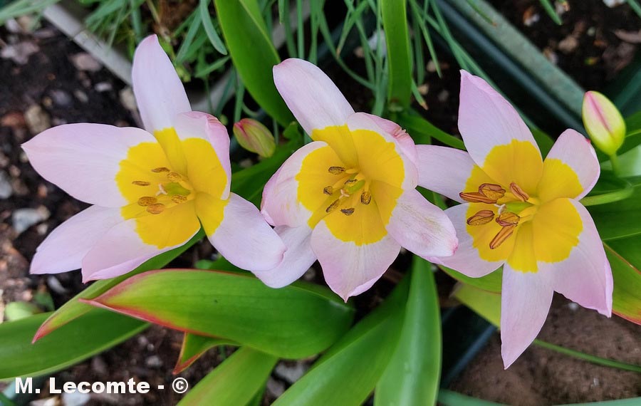 Tulipa sp.