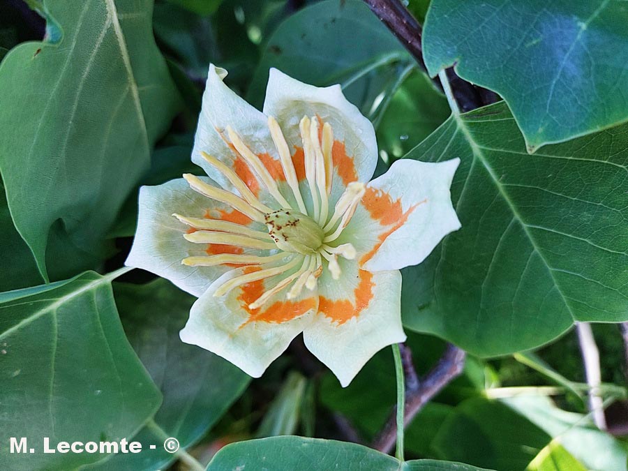 Liriodendron tulipifera