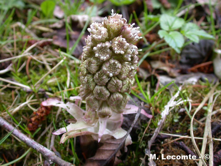 Tussilago farfara