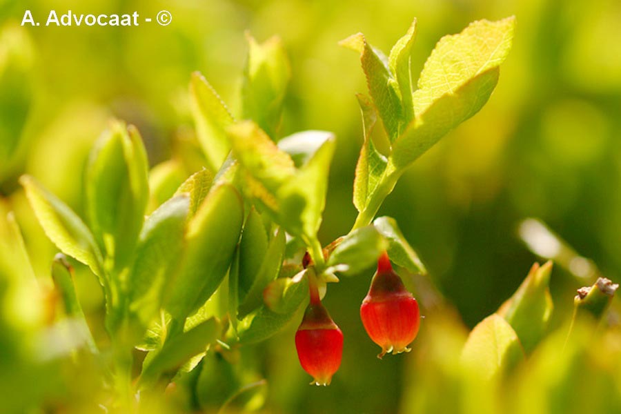 Vaccinium myrtillus