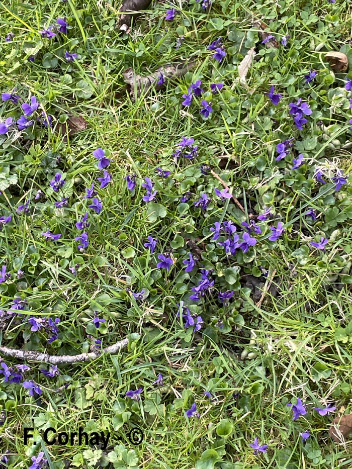 Viola odorata (violette odorante)