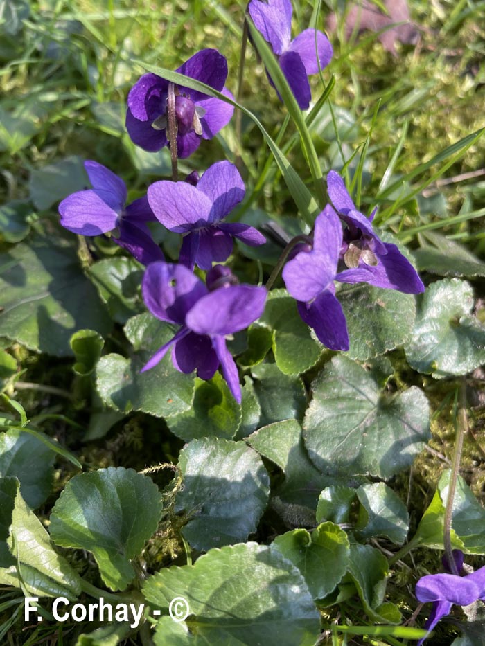 Viola odorata (violette odorante)