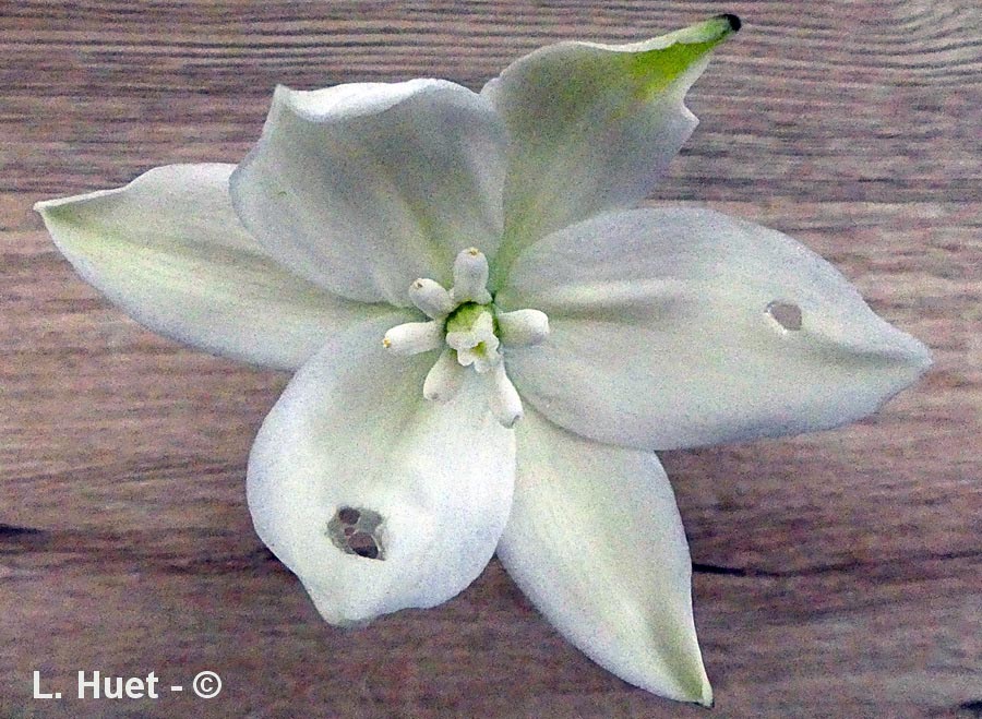 Yucca filamentosa