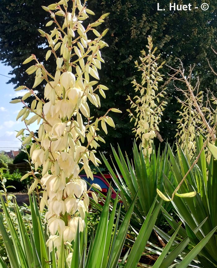 Yucca filamentosa