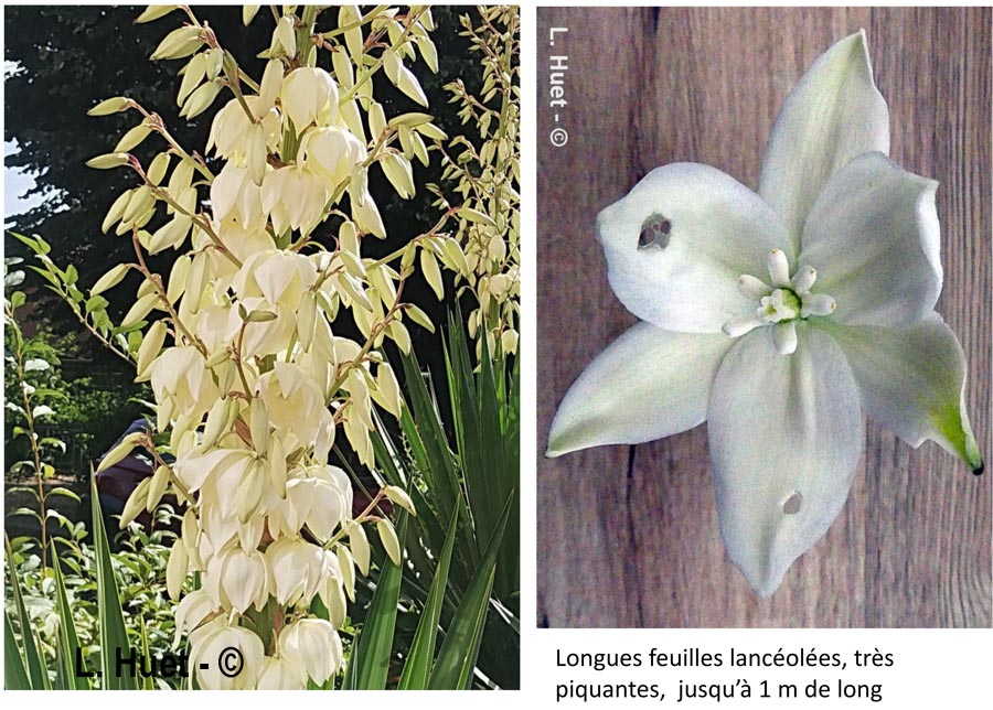 Yucca filamentosa