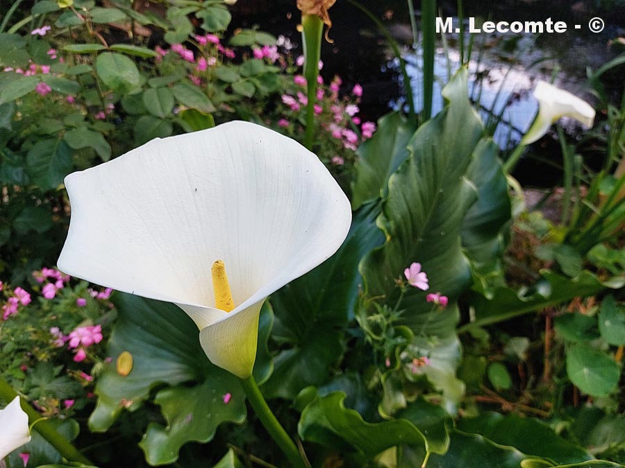 Zantedeschia aethiopica