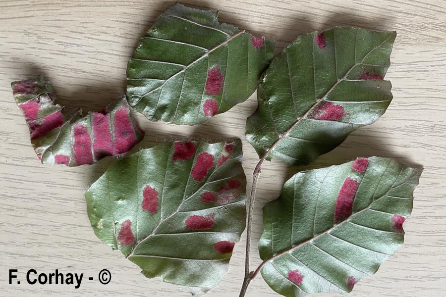 Galle sur Fagus sylvatica (hêtre) (Aceria nervisequa)