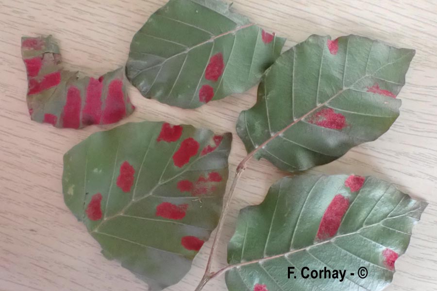 Galle sur Fagus sylvatica (hêtre) (Aceria nervisequa)