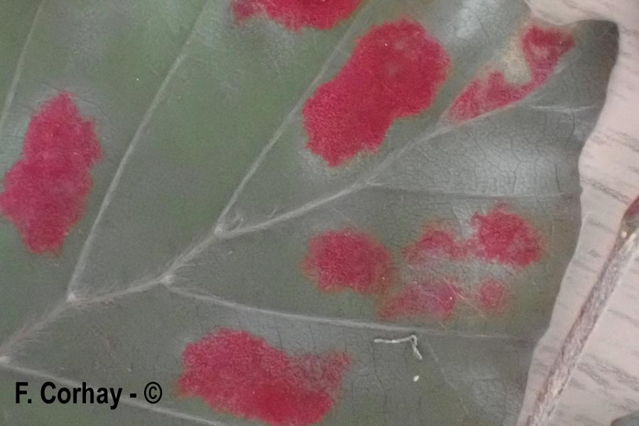 Galle sur Fagus sylvatica (hêtre) (Aceria nervisequa)