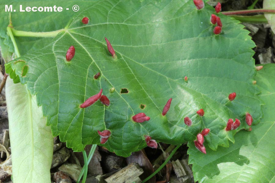 Eriophyes tiliae