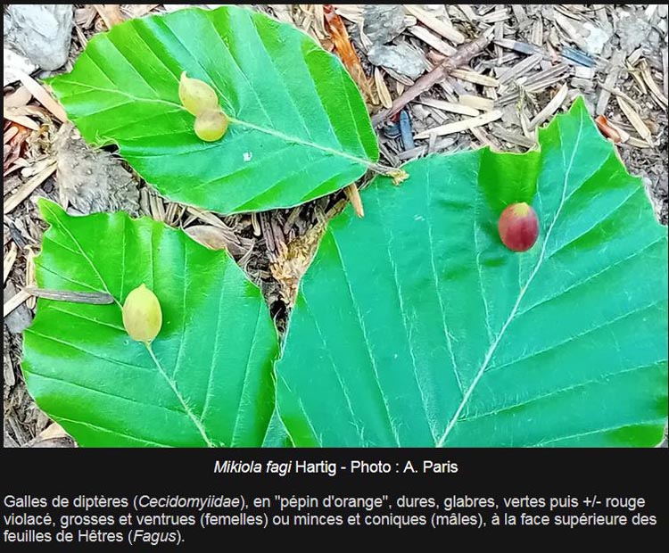 Galles sur le hêtre (Fagus sylvatica)