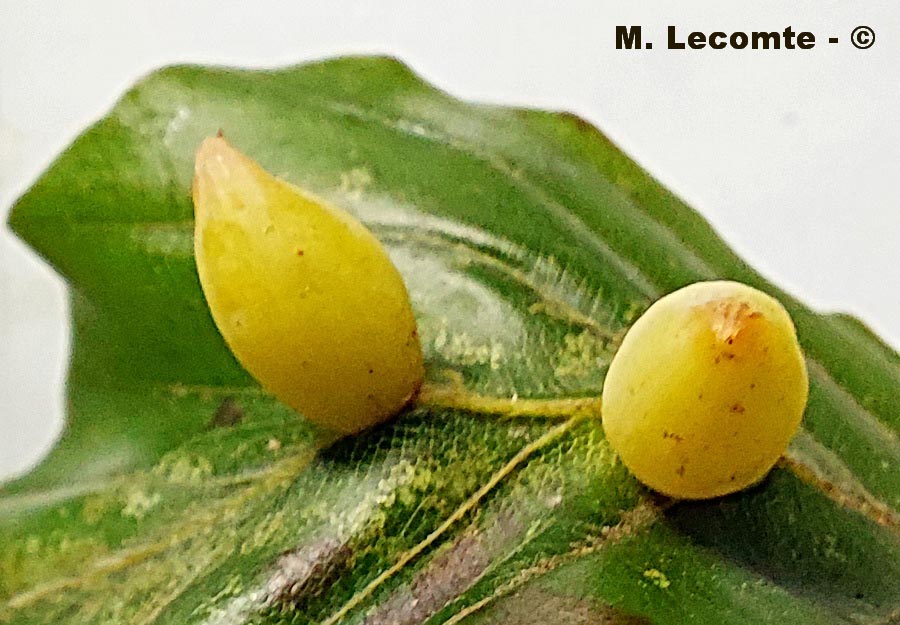 Galles sur le hêtre (Fagus sylvatica)