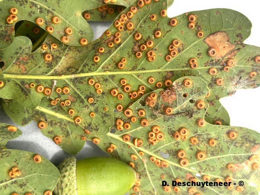 Neuroterus numismalis sur Quercus sp. (chênes)