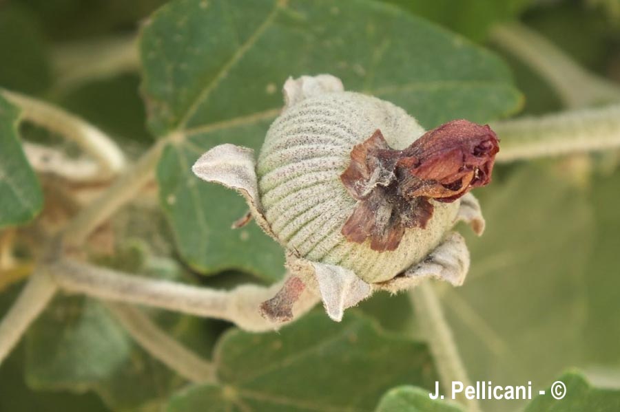 Phymosia umbellata