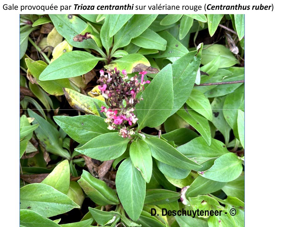 Centranthus ruber (centranthe rouge, valériane rouge)