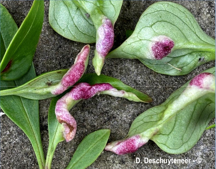 Centranthus ruber (centranthe rouge, valériane rouge)