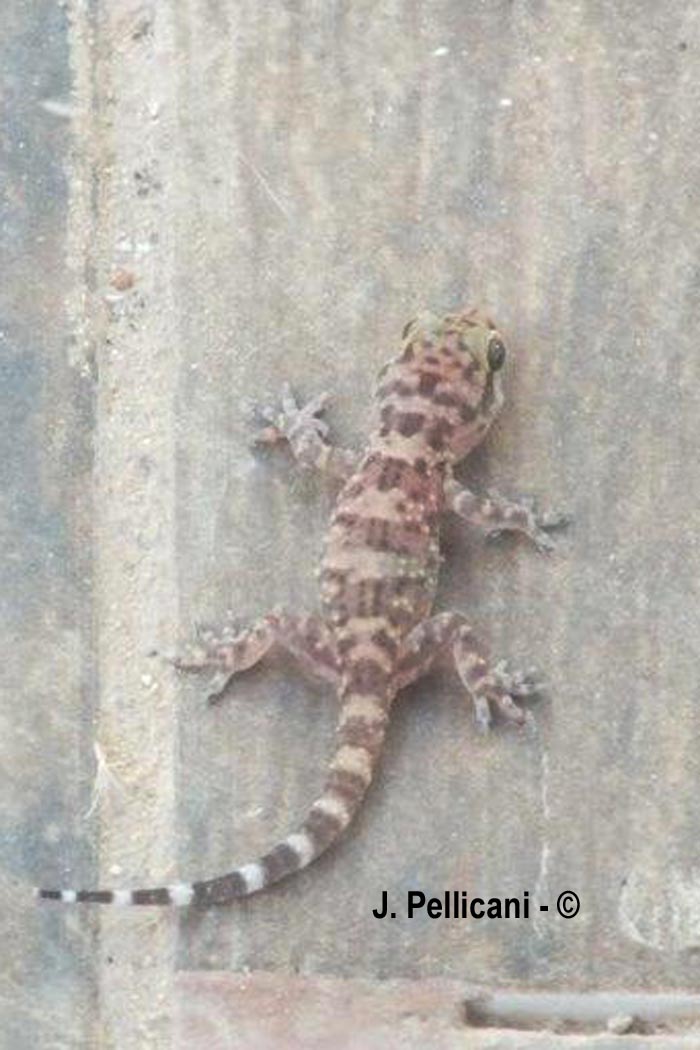 Euleptes europaea