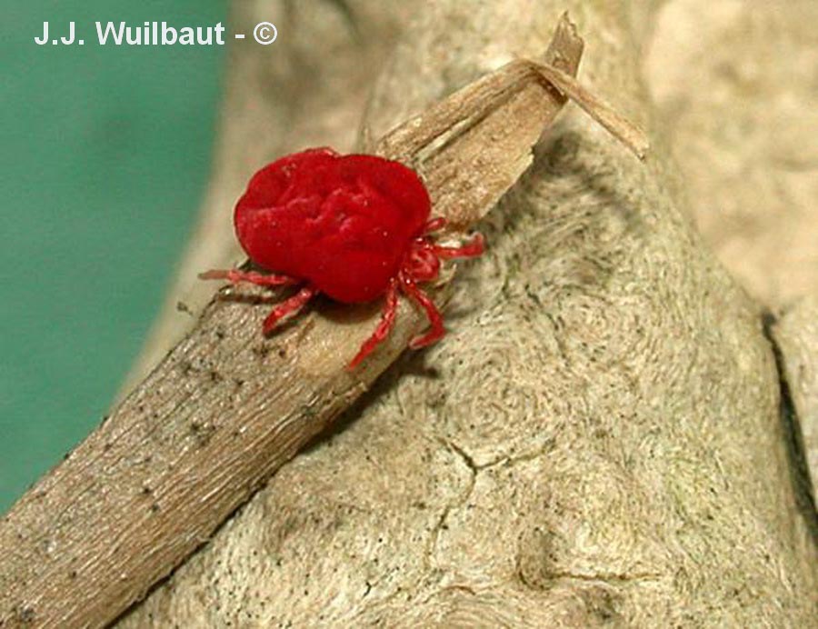 Eutrombidium rostratus