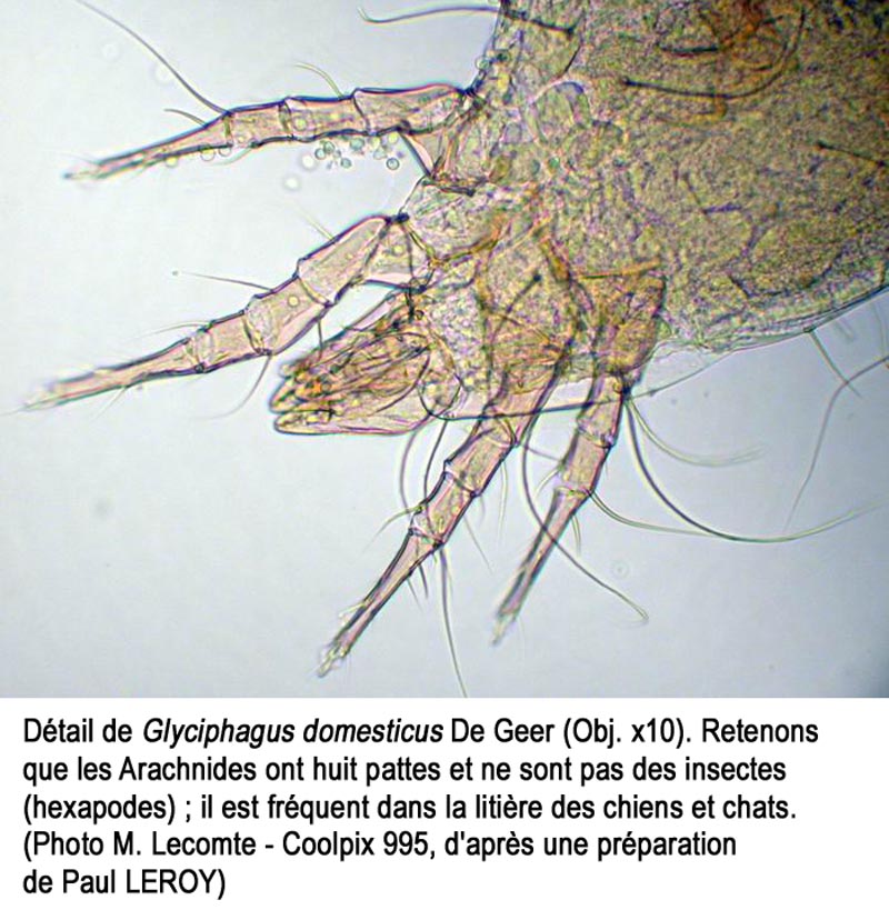Glyciphagus domesticus