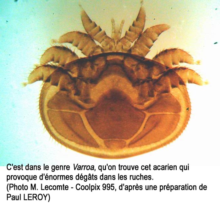 Varroa sp.