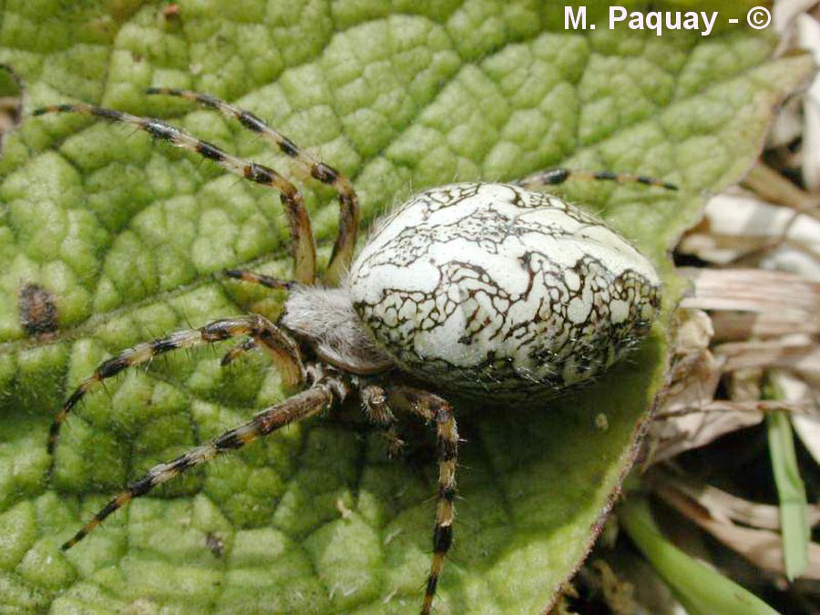 Aculepeira ceropegia