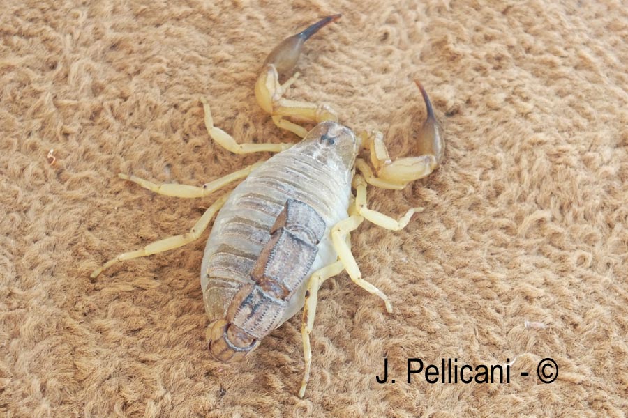 Androctonus australis