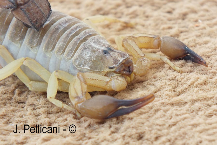 Androctonus australis
