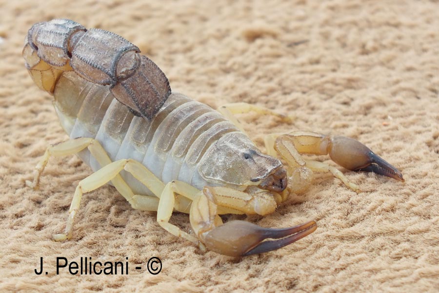 Androctonus australis
