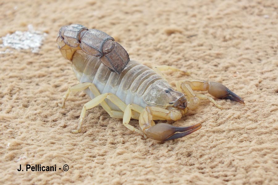 Androctonus mauritanicus (scorpion à grosse queue du Maroc)