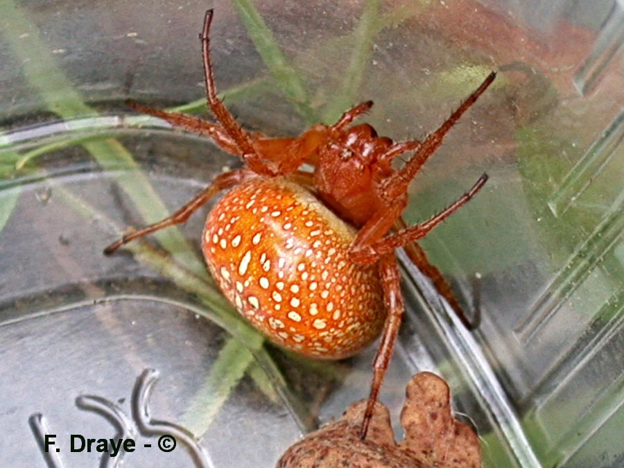 Araneus diadematus (épeire diadème)
