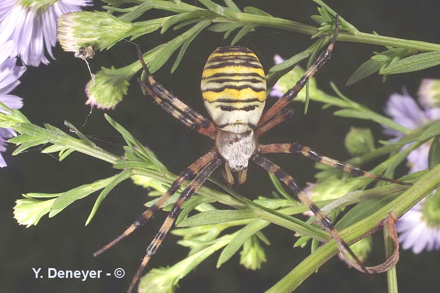 Argiope bruennichi