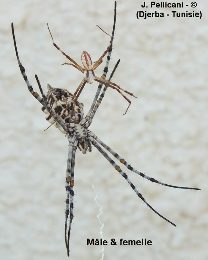 Argiope lobata