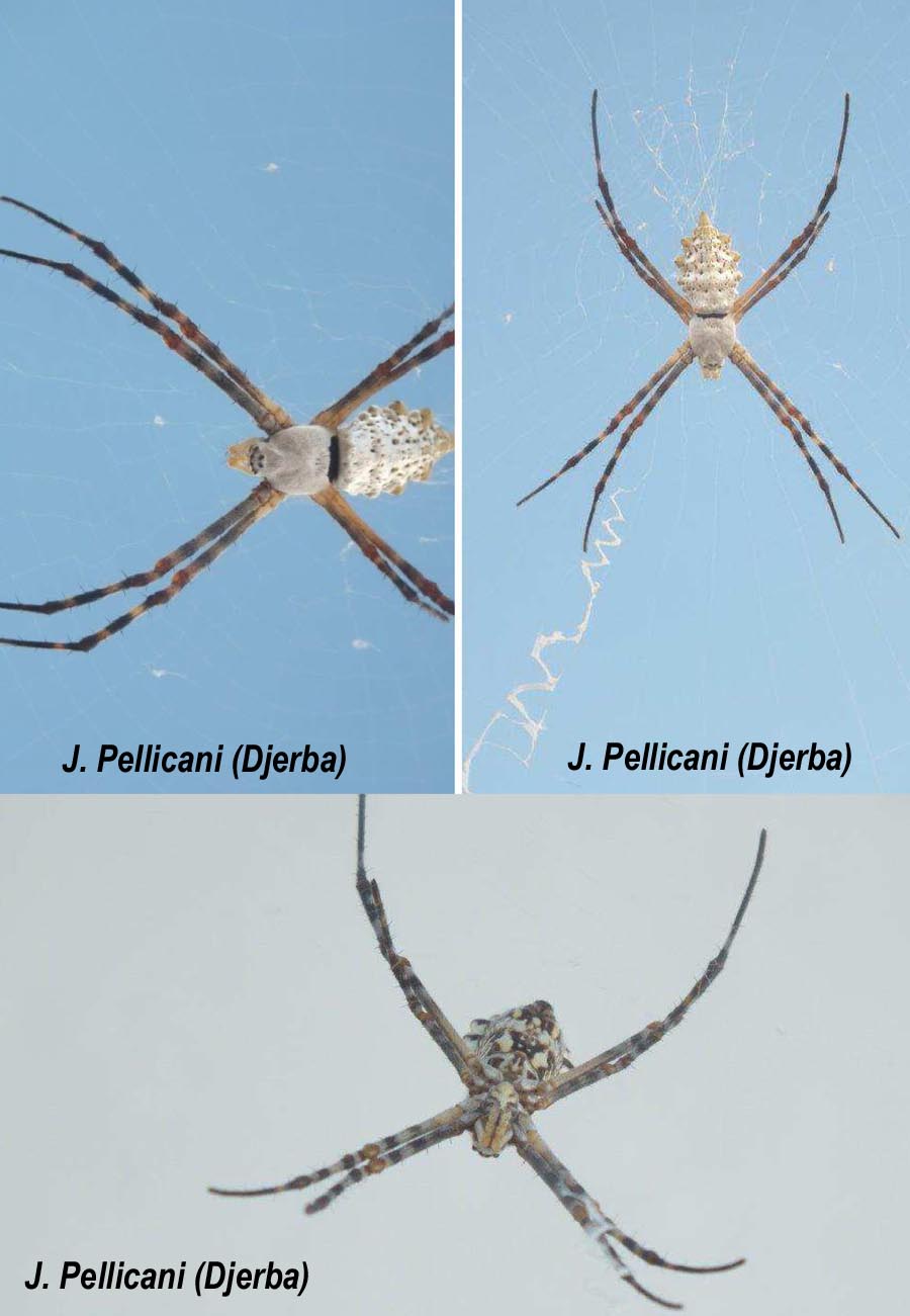 Argiope lobata