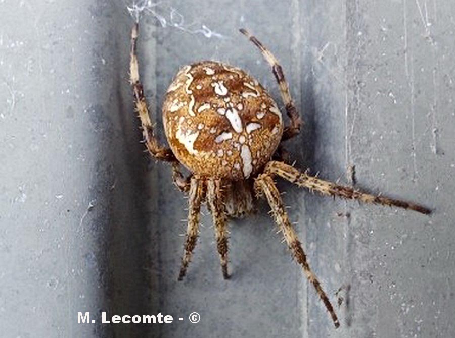 Araneus diadematus (épeire diadème)