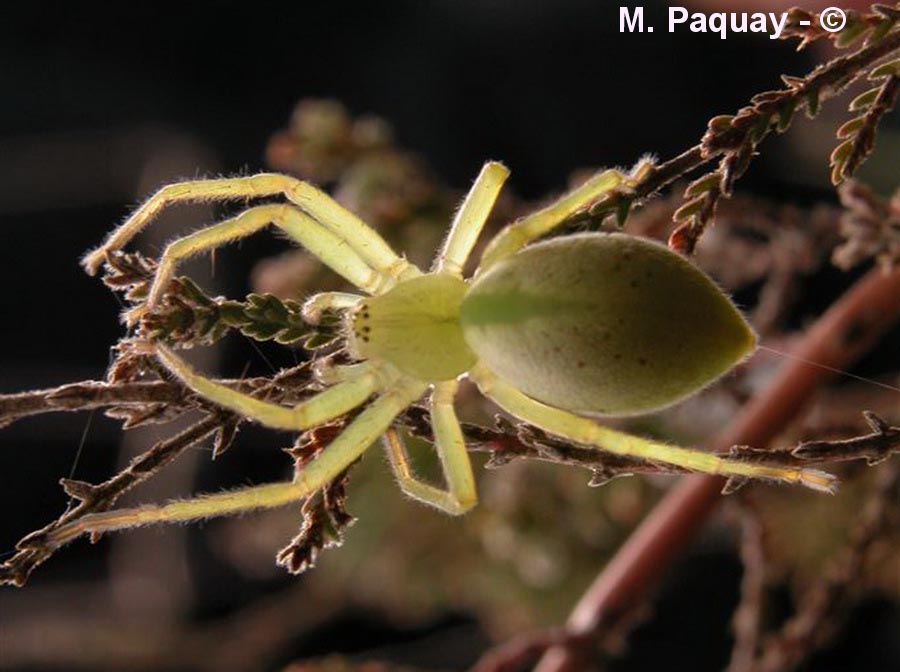 Micrommata virescens
