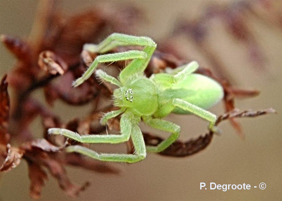 Micrommata virescens